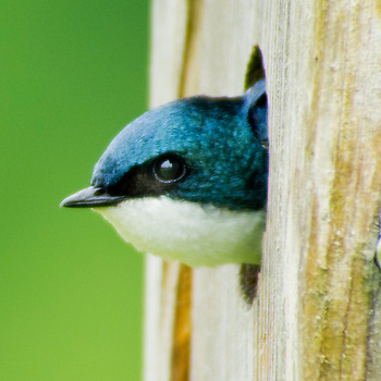 karl-ahlswede-bird-portrait