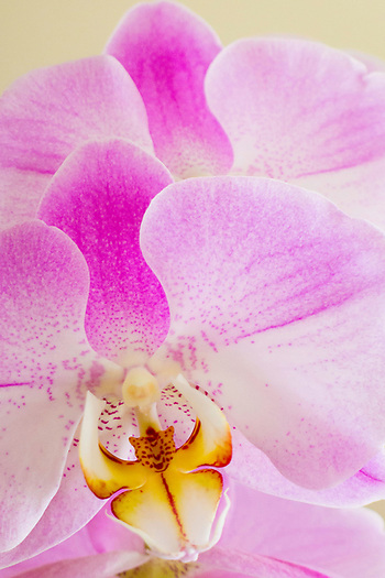 karl-ahlswede-flower-photography