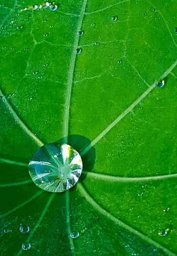karl-ahlswede-leaf-photo