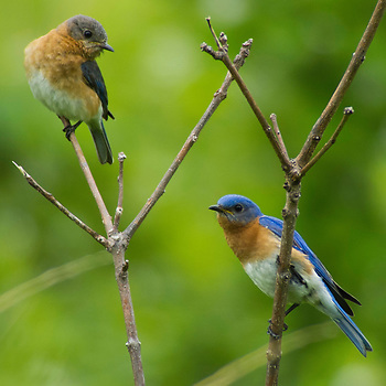 karl-ahlswede-bird-photography